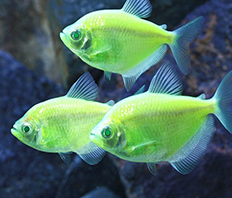 Тернеция Glo Fish зеленая (Gymnocorymbus ternetzi var.)
