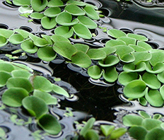 Сальвиния ушковидная (Salvinia auriculata)