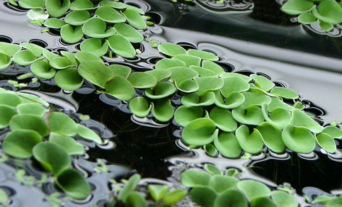 Сальвиния ушковидная (Salvinia auriculata)