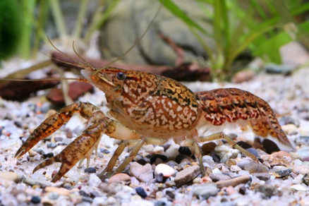 Рак мраморный (Procambarus sp. Marble crayfish)