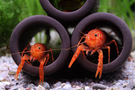 Рак карликовый оранжевый (Cambarellus patzcuarensis)