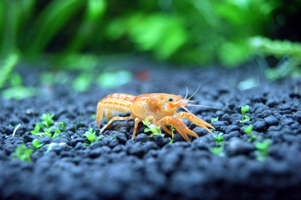 Рак карликовый оранжевый (Cambarellus patzcuarensis)