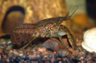 Рак мраморный (Procambarus sp. Marble crayfish)