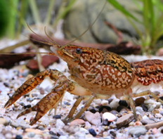 Рак мраморный (Procambarus sp. Marble crayfish)