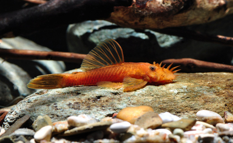 Анциструс красный (Ancistrus dolichopterus sp.)