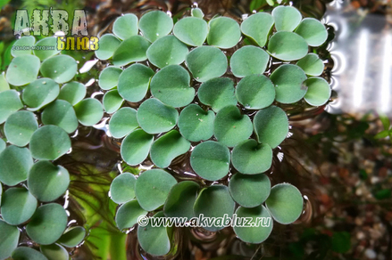 Сальвиния ушковидная (Salvinia auriculata)