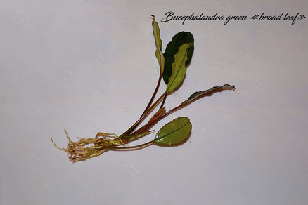 Буцефаландра "Зеленая широколистная" (Bucephalandra sp.Green Broad leaf)