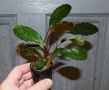 Буцефаландра "Зеленая широколистная" (Bucephalandra sp.Green Broad leaf)