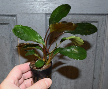 Буцефаландра "Зеленая широколистная" (Bucephalandra sp.Green Broad leaf)