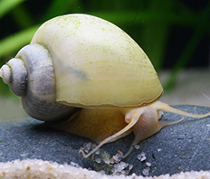 Ампулярия жемчужная (Ampullaria cuprina)