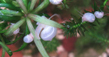 Ампулярия жемчужная (Ampullaria cuprina)