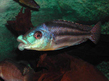 Хилотиляпия губастая (Chilotilapia euchilus)