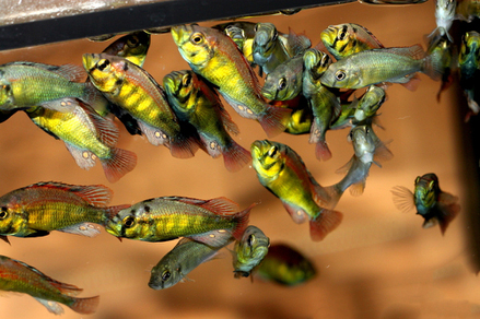 Астатотиляпия бронзовая (Haplochromis aeneocolor)