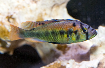 Астатотиляпия бронзовая (Haplochromis aeneocolor)