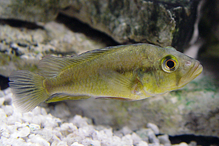 Астатотиляпия бронзовая (Haplochromis aeneocolor)