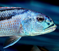 Аристохромис Кристи (Aristochromis christyi)