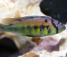 Астатотиляпия бронзовая (Haplochromis aeneocolor)