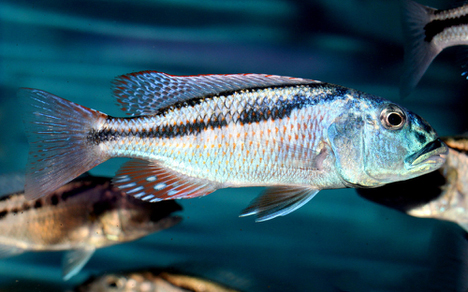 Аристохромис Кристи (Aristochromis christyi)