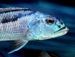 Аристохромис Кристи (Aristochromis christyi)