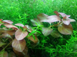 Людвигия "Роза" (Ludwigia sp. Rose)