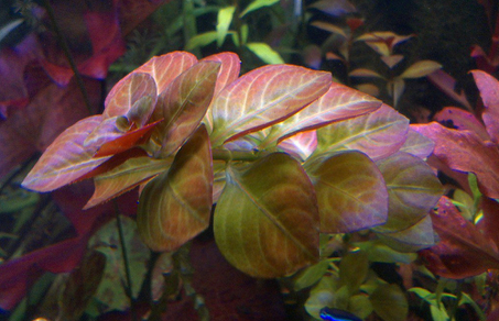 Людвигия "Роза" (Ludwigia sp. Rose)