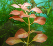 Людвигия "Роза" (Ludwigia sp. Rose)