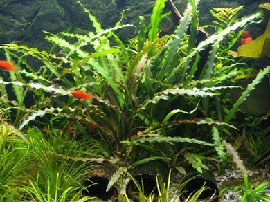 Криптокорина спиральная (Cryptocoryne spiralis)