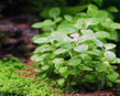 Лобелия пурпурная минима (Lobelia cardinalis minima)