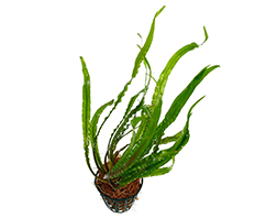 Криптокорина спиральная (Cryptocoryne spiralis)