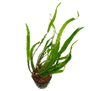 Криптокорина спиральная (Cryptocoryne spiralis)