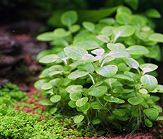 Лобелия пурпурная минима (Lobelia cardinalis minima)