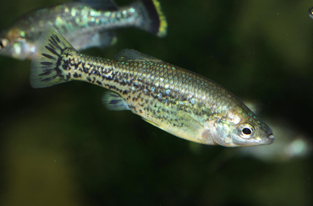 Амека глянцевая (Ameca splendens)