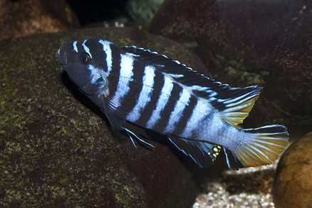 Псевдотрофеус элонгатус мпанга (Pseudotropheus sp. elongatus mpanga)