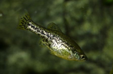 Амека глянцевая (Ameca splendens)