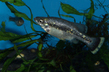 Амека глянцевая (Ameca splendens)