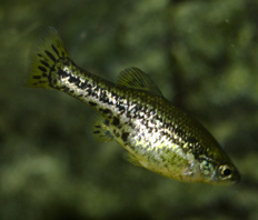 Амека глянцевая (Ameca splendens)