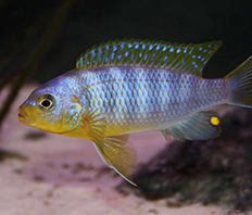 Псевдотрофеус аврора (Pseudotropheus aurora)