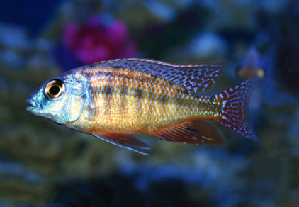 Протомелас "Красная императрица" (Protomelas taeniolatus)