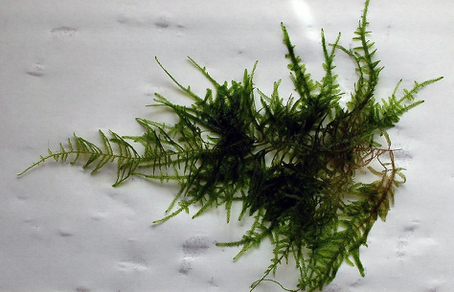 Мох "Большая Америка" (Moss sp.Giant South America)