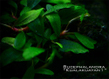 Буцефаландра "Куала Куаян" (Bucephalandra sp. Kualakuayan)