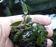 Буцефаландра "Куала Куаян" (Bucephalandra sp. Kualakuayan)