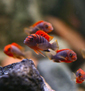 Лабидохромис "Кимпума ред" (Labidochromis sp. Kimpuma red)