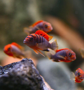 Лабидохромис "Кимпума ред" (Labidochromis sp. Kimpuma red)