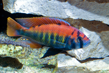 Хаплохромис Ниерери (Haplochromis nyererei)