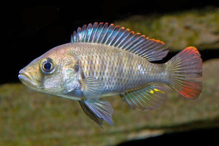 Хаплохромис Ниерери (Haplochromis nyererei)