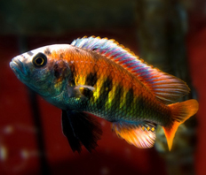 Хаплохромис Ниерери (Haplochromis nyererei)