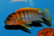 Лабидохромис "Кимпума ред" (Labidochromis sp. Kimpuma red)