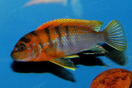 Лабидохромис "Кимпума ред" (Labidochromis sp. Kimpuma red)