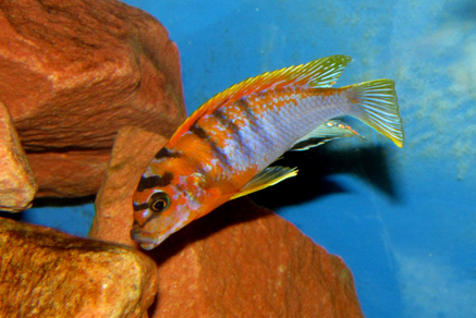 Лабидохромис "Кимпума ред" (Labidochromis sp. Kimpuma red)