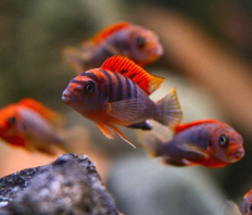 Лабидохромис "Кимпума ред" (Labidochromis sp. Kimpuma red)